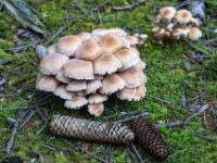Kiefernzapfen vor dicht wachsender Hallimasch Pilzgruppe